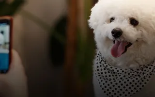Weißer, flauschiger Hund schaut in eine Handykamera.